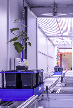 Plant phenotyping facility used for prior LiDAR research