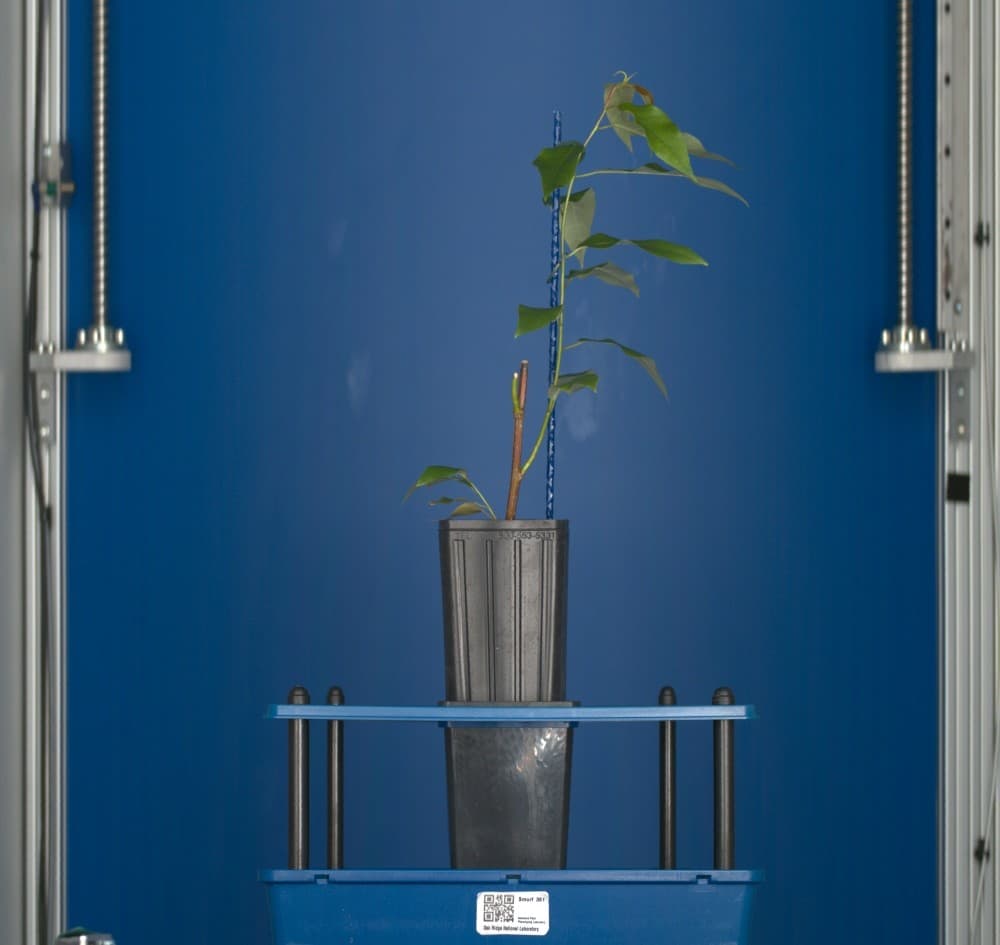 Three-dimensional LiDAR scan used for plant-organ segmentation research